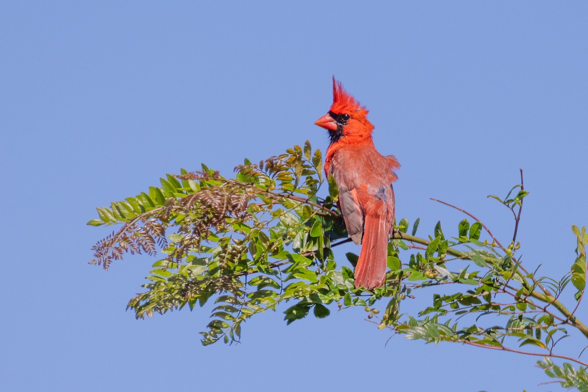 Northern Cardinal - ML637183290