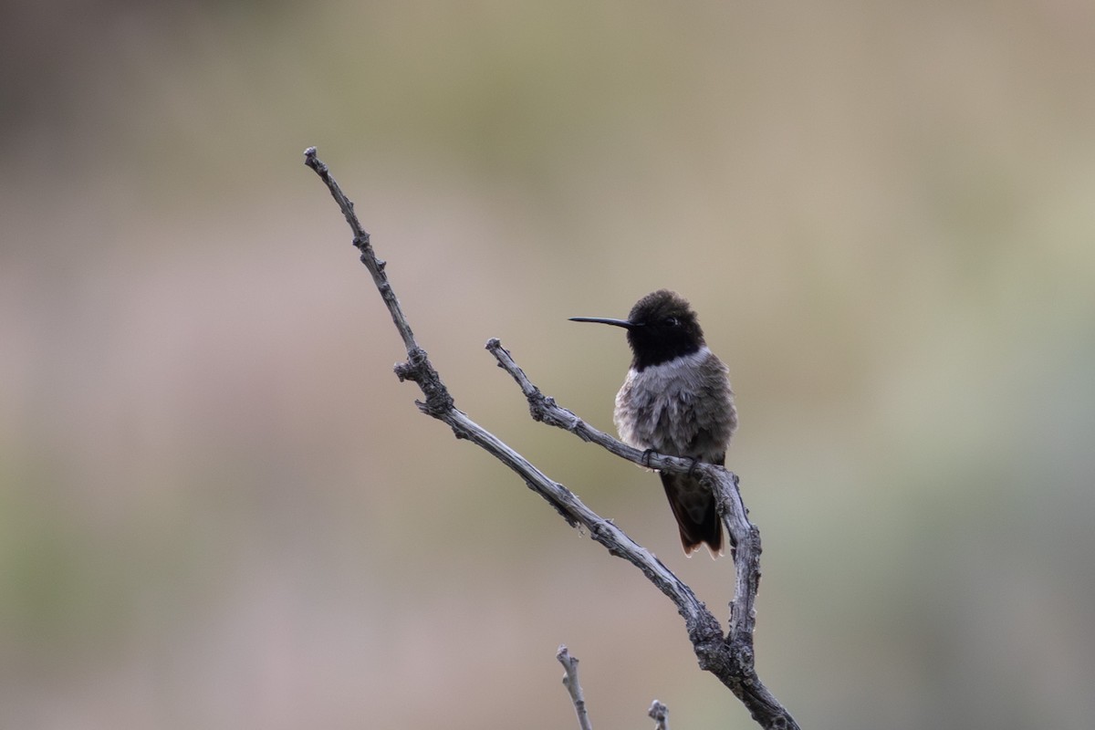 Black-chinned Hummingbird - ML637183309