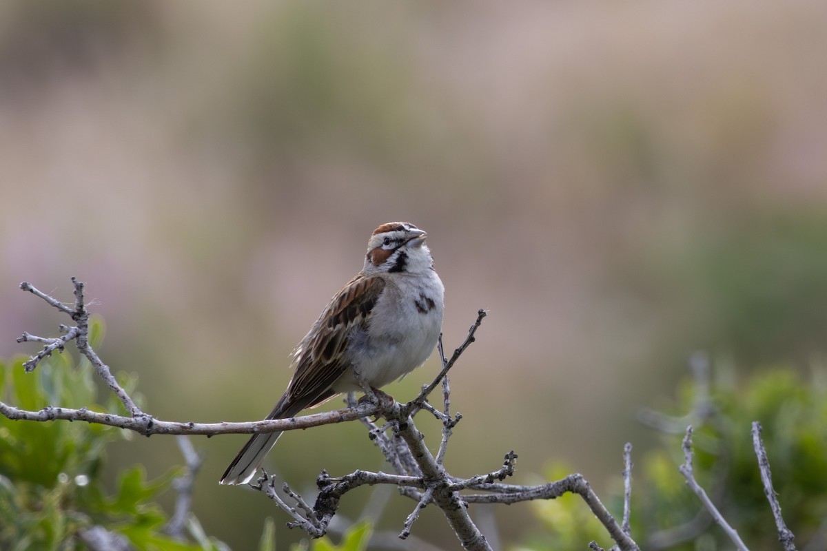 Lark Sparrow - ML637183311