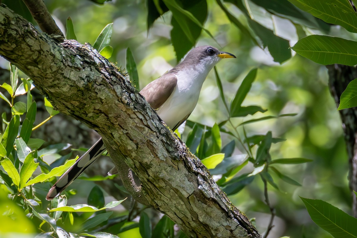 Yellow-billed Cuckoo - ML637183331