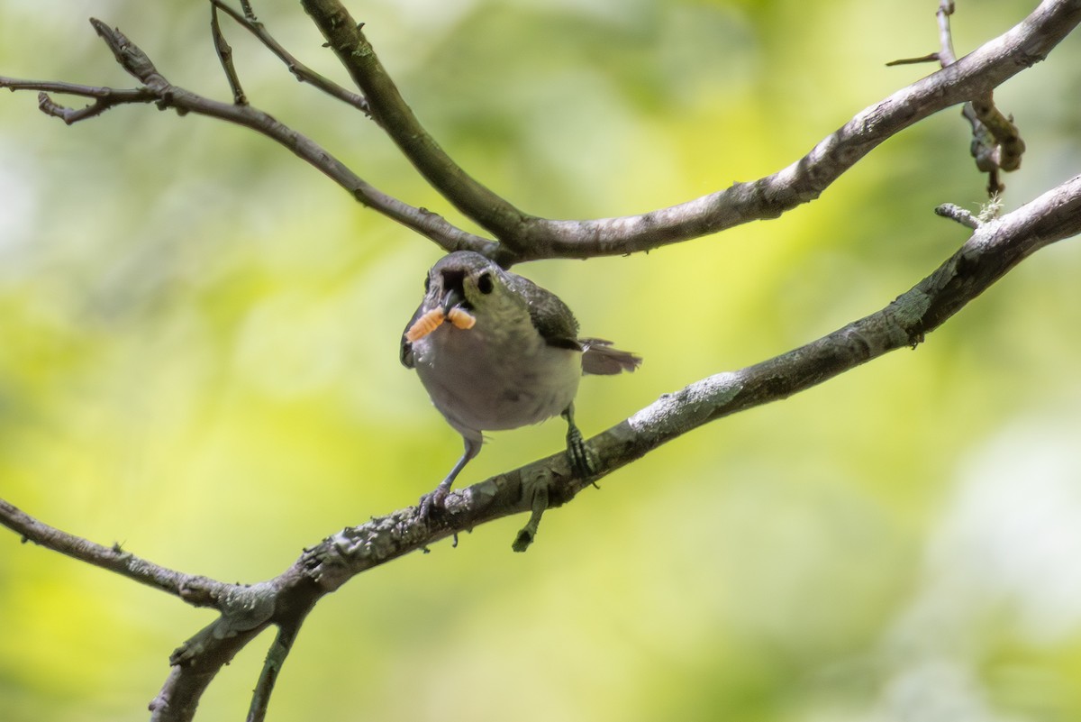 Tufted Titmouse - ML637183350