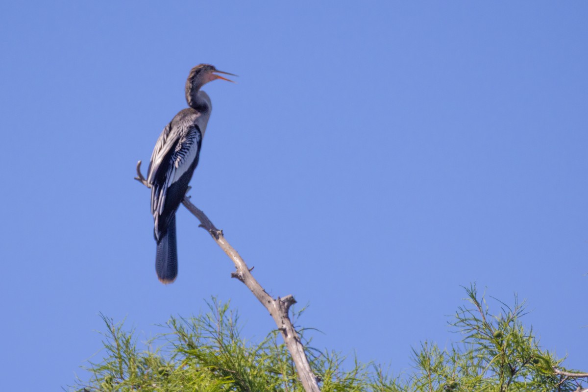 Anhinga - ML637183418