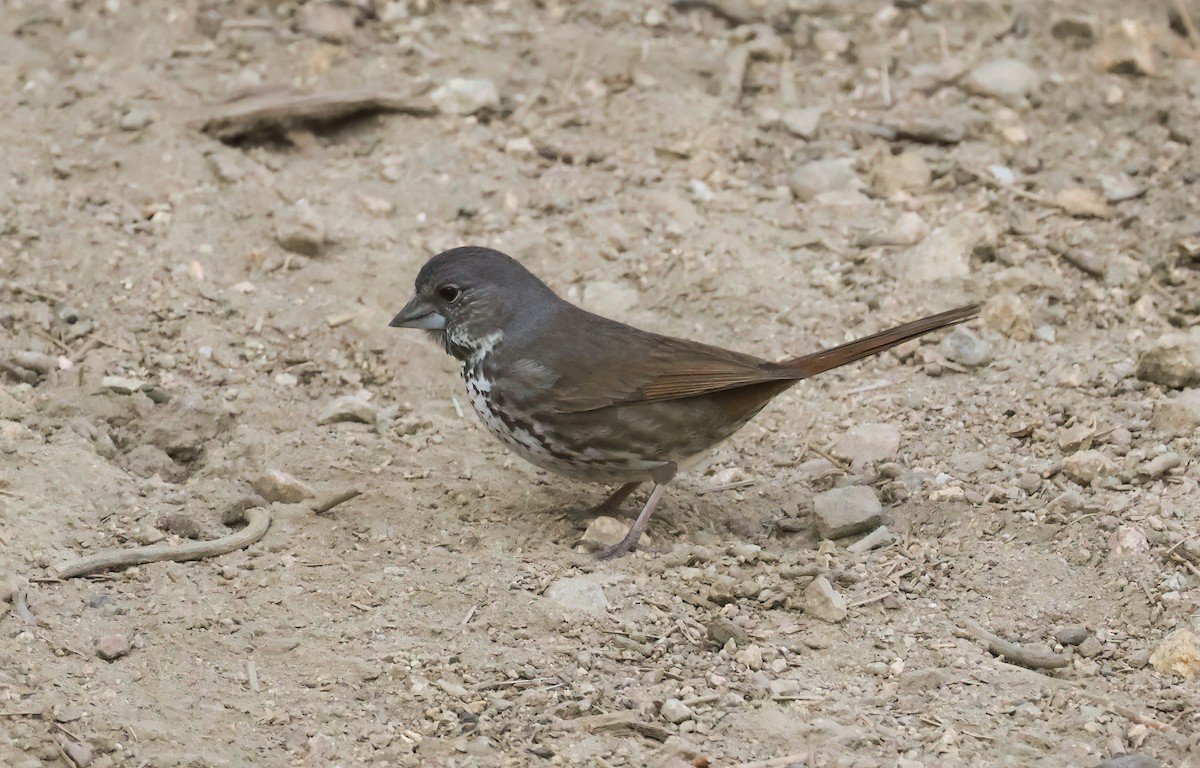 Fox Sparrow (Thick-billed) - ML637183421
