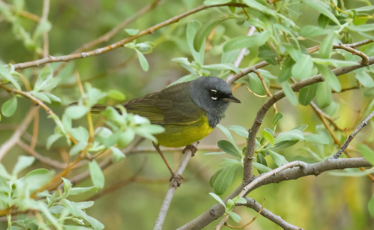 MacGillivray's Warbler - ML637183438