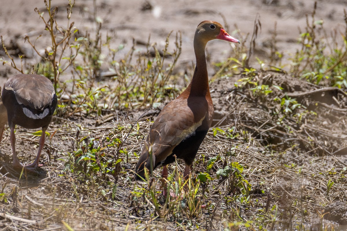 Black-bellied Whistling-Duck - ML637183455