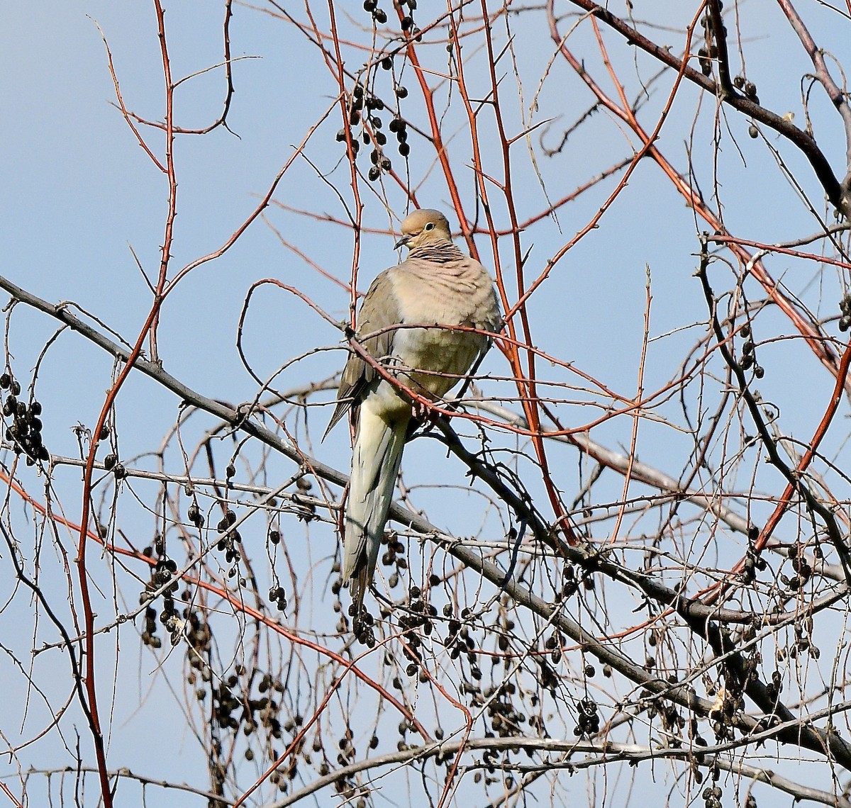 ナゲキバト - ML637183462