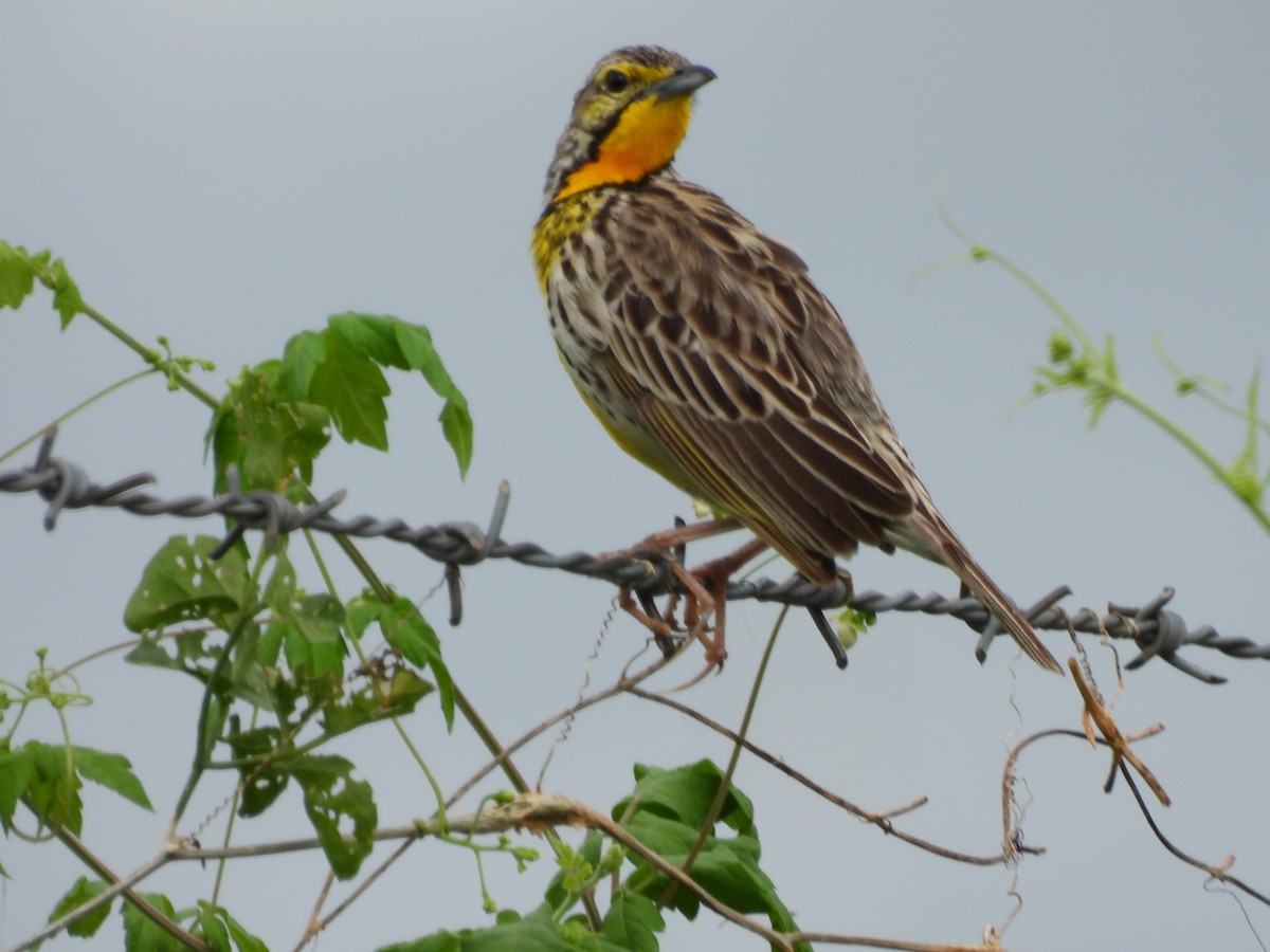 Pangani Longclaw - ML637183479