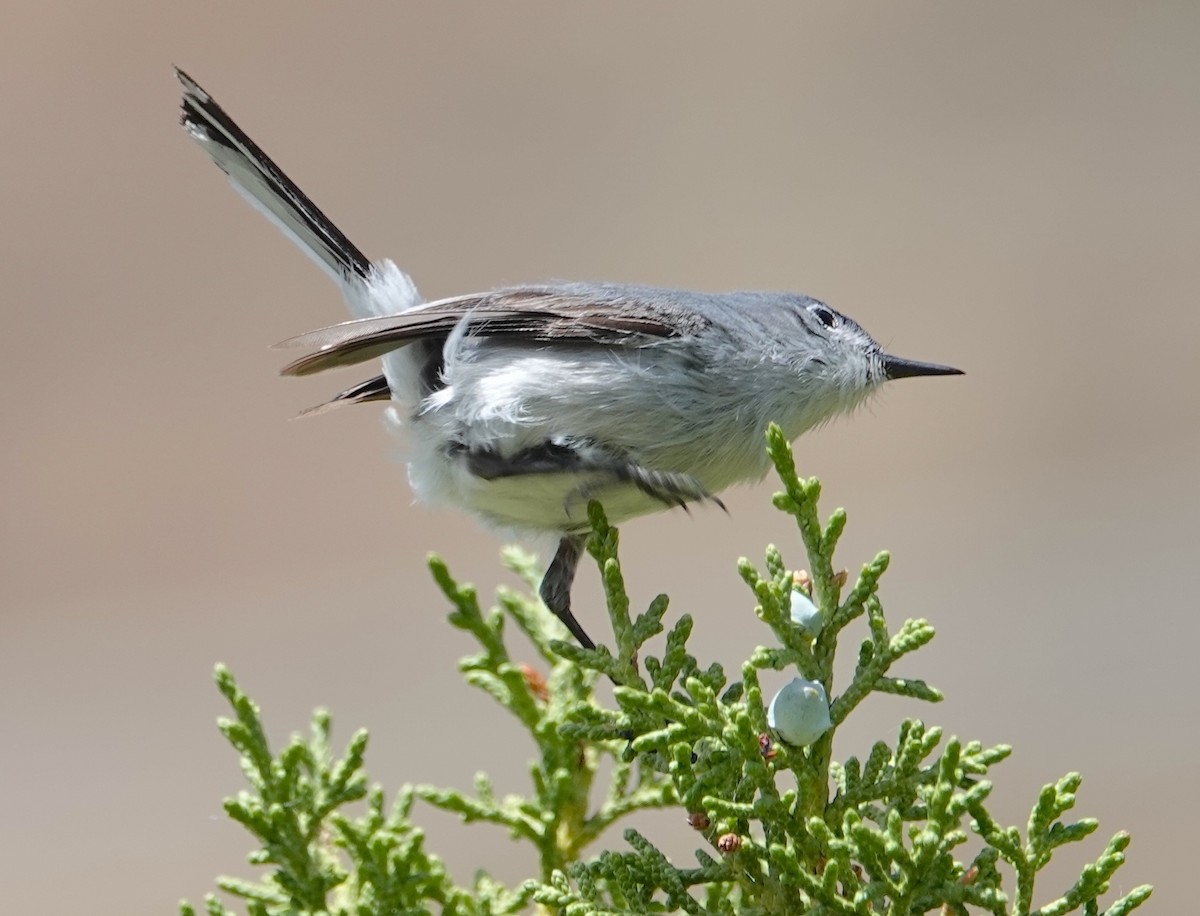 Blue-gray Gnatcatcher - ML637183536