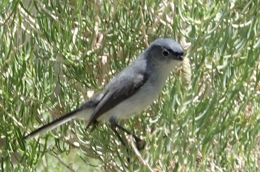 Blue-gray Gnatcatcher - ML637183539