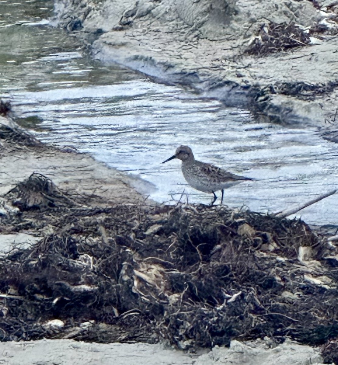 White-rumped Sandpiper - ML637183558