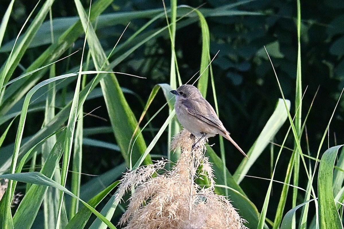 Isabelline Shrike - ML637183609