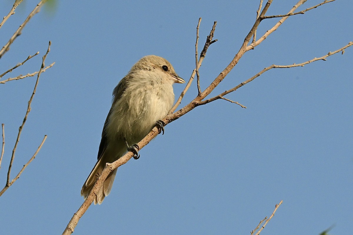 Isabelline Shrike - ML637183612