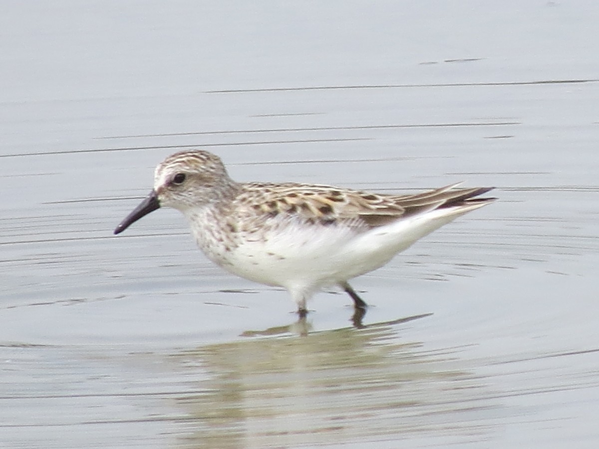 Semipalmated Sandpiper - ML637183641