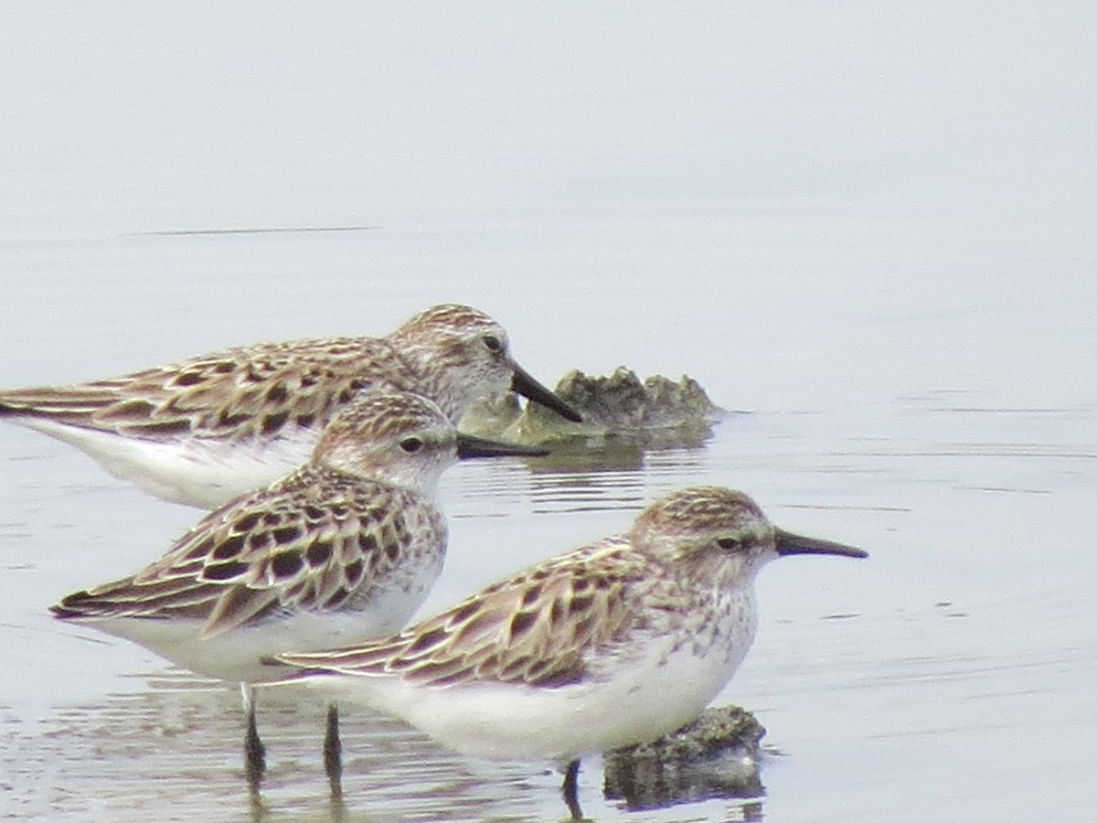 Semipalmated Sandpiper - ML637183643