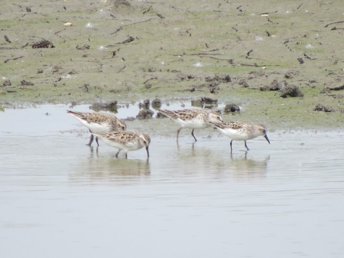 Semipalmated Sandpiper - ML637183644