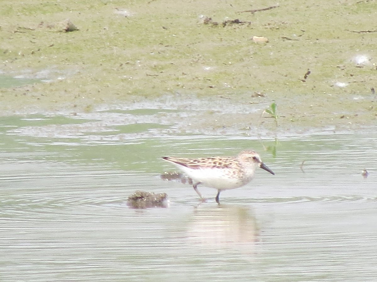 Semipalmated Sandpiper - ML637183645