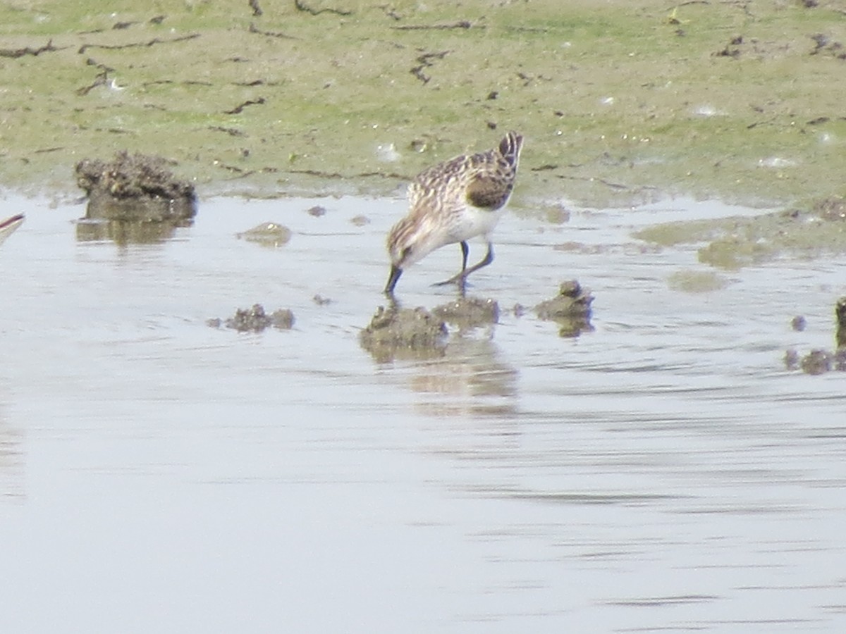 Semipalmated Sandpiper - ML637183647