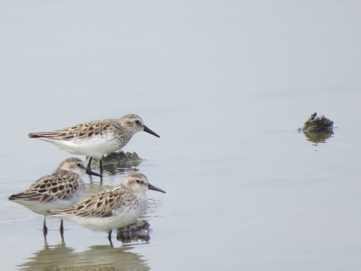 Semipalmated Sandpiper - ML637183648