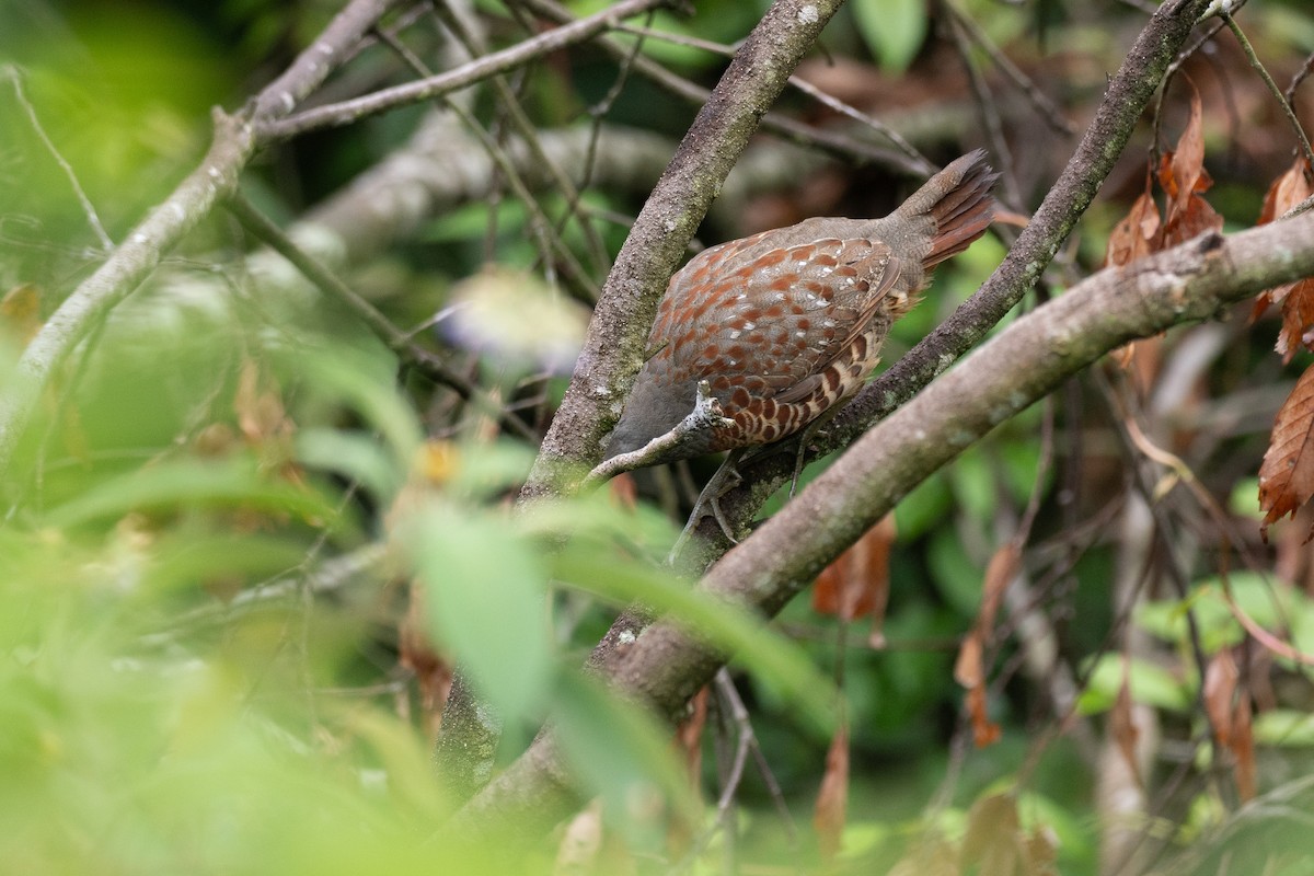 Taiwan Bamboo-Partridge - ML637183740