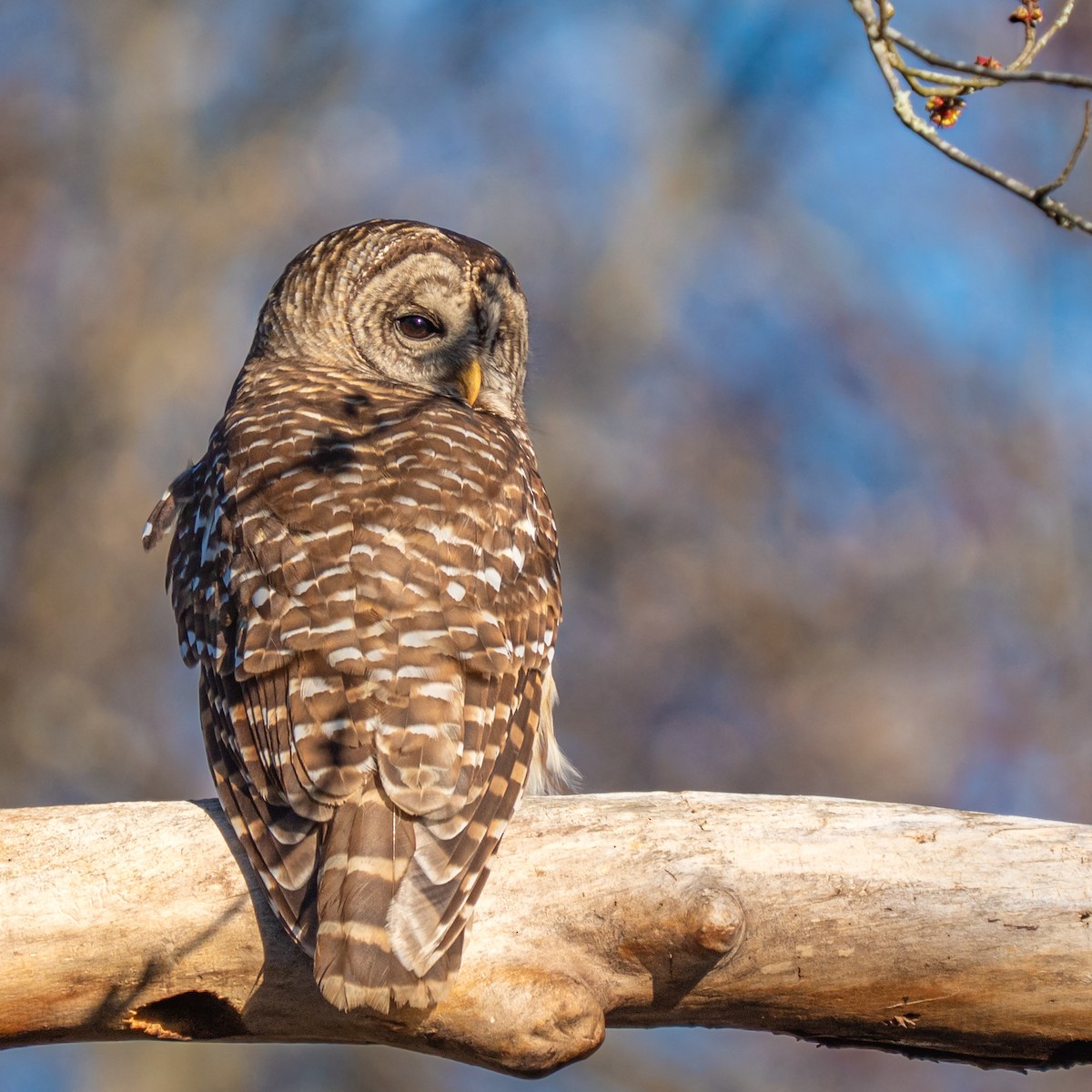 Barred Owl - ML637183759