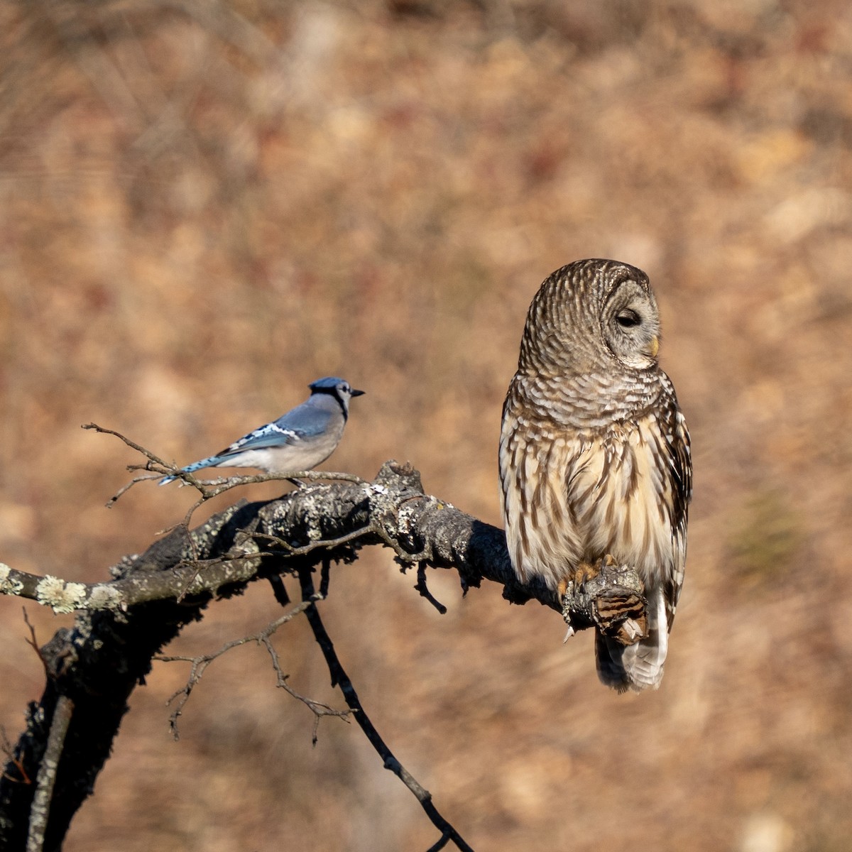 Barred Owl - ML637183760