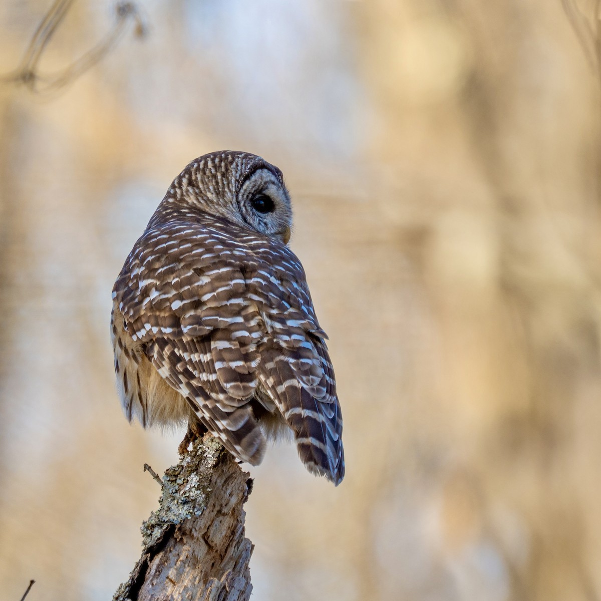 Barred Owl - ML637183761