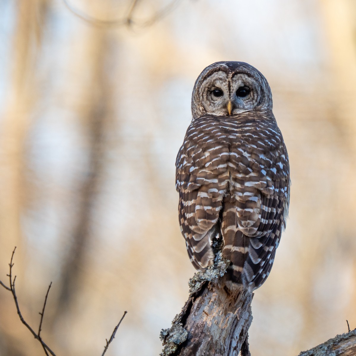 Barred Owl - ML637183762