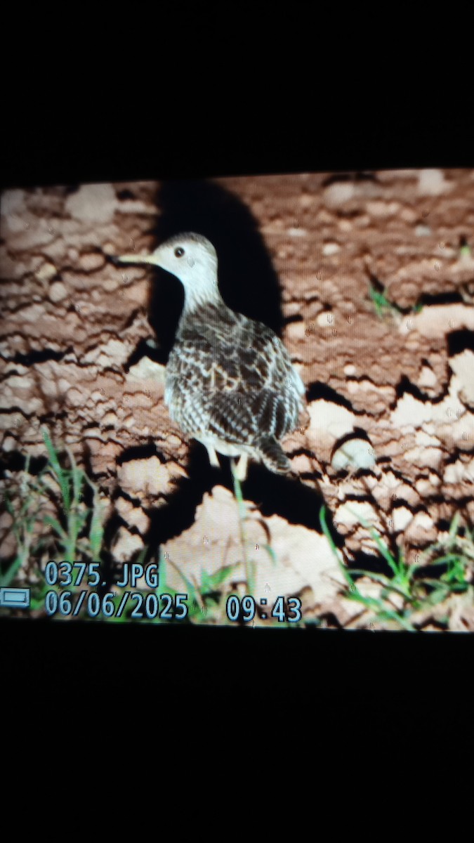 Upland Sandpiper - ML637183851