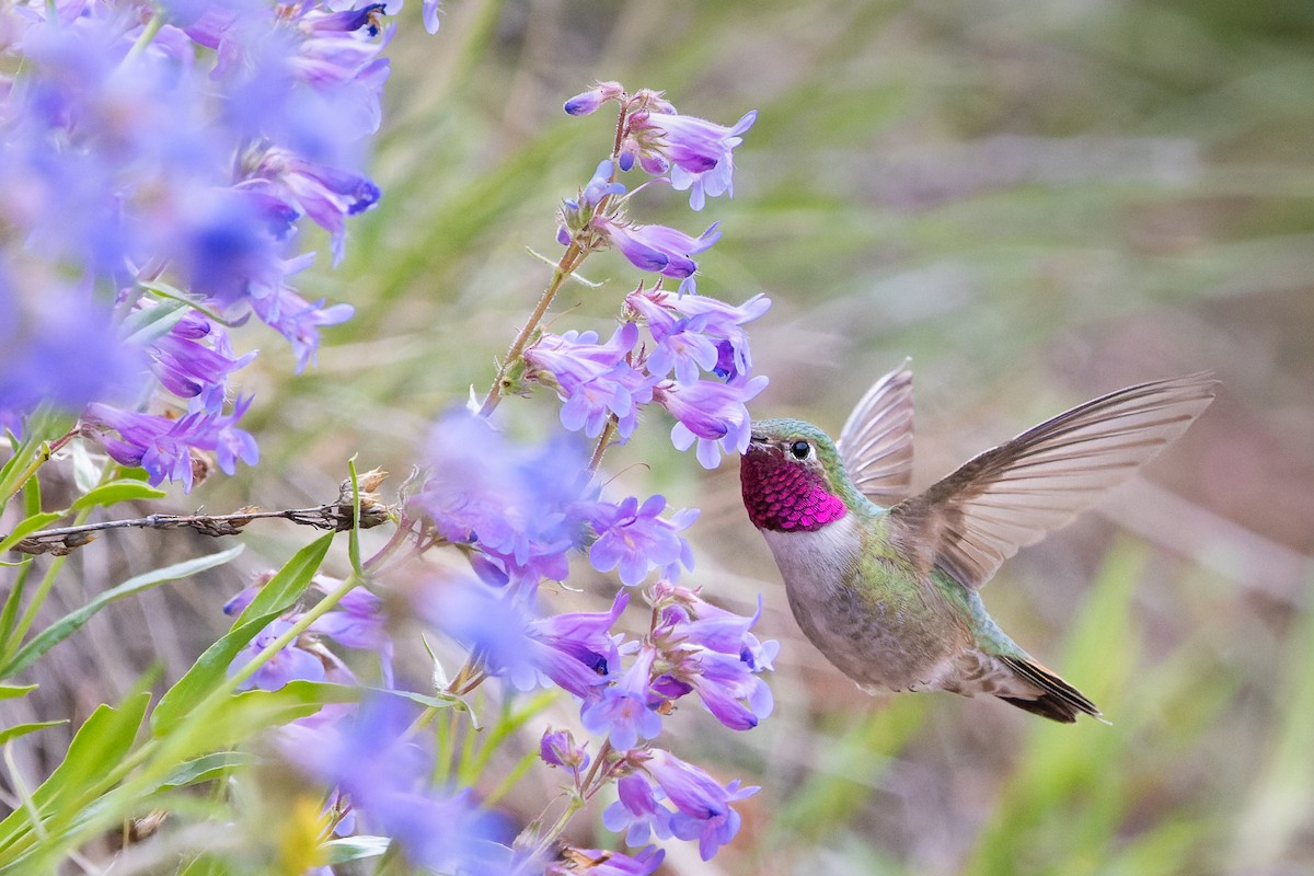 Broad-tailed Hummingbird - ML637183993