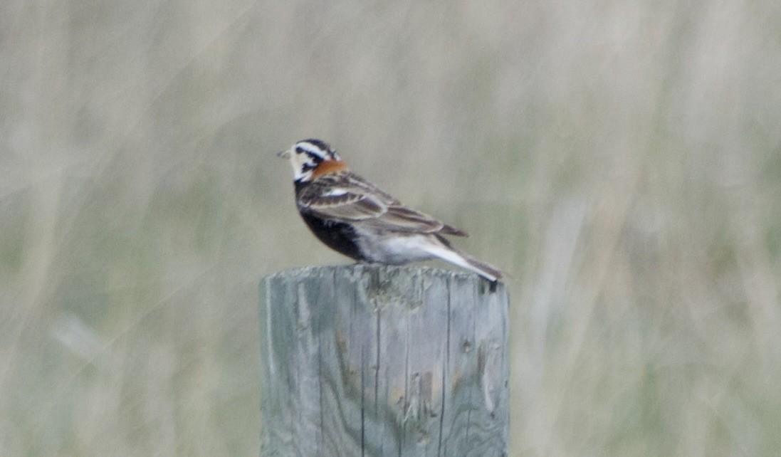 Chestnut-collared Longspur - ML637184145