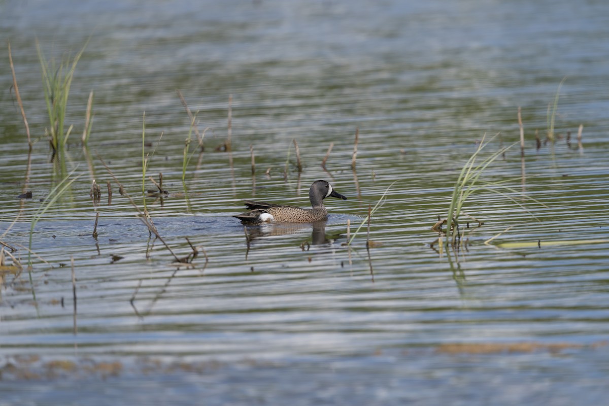 Blue-winged Teal - ML637184171