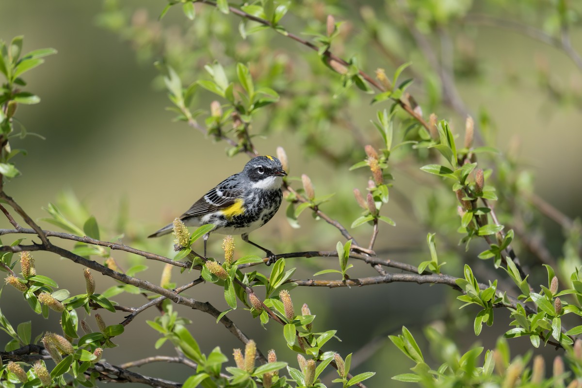 Yellow-rumped Warbler - ML637184178