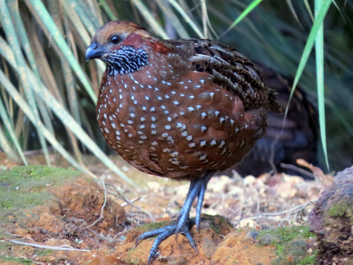 Spotted Wood-Quail - ML637184187