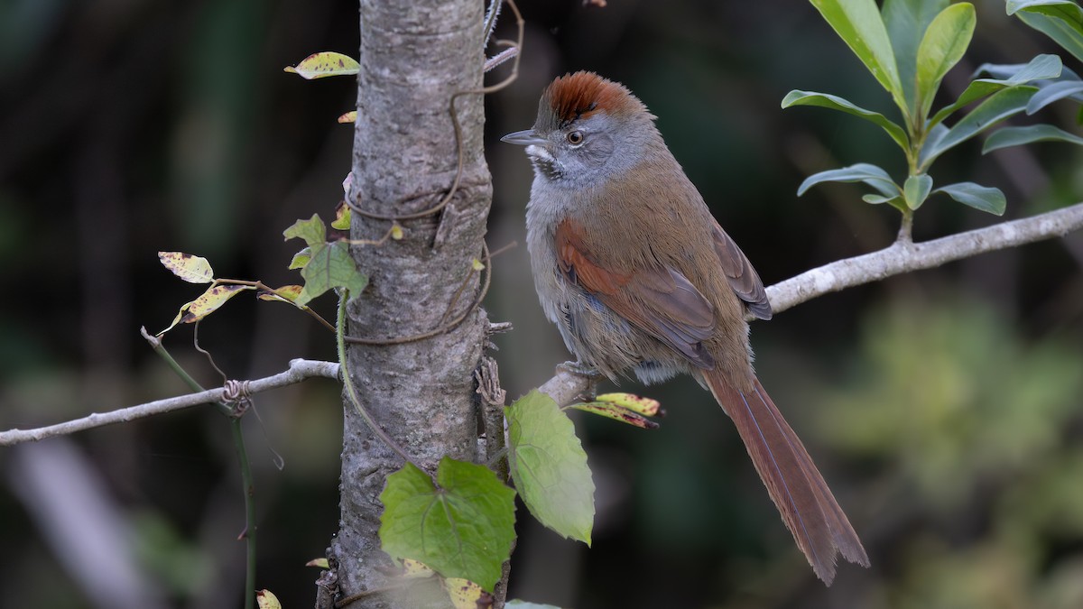 Sooty-fronted Spinetail - ML637184197