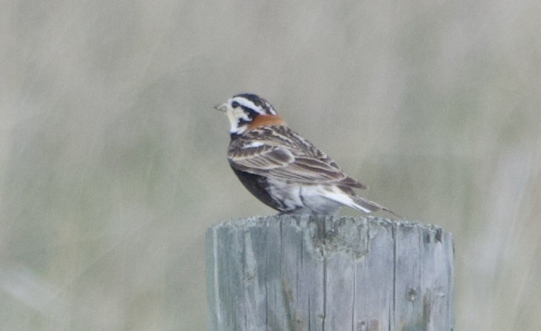 Chestnut-collared Longspur - ML637184198
