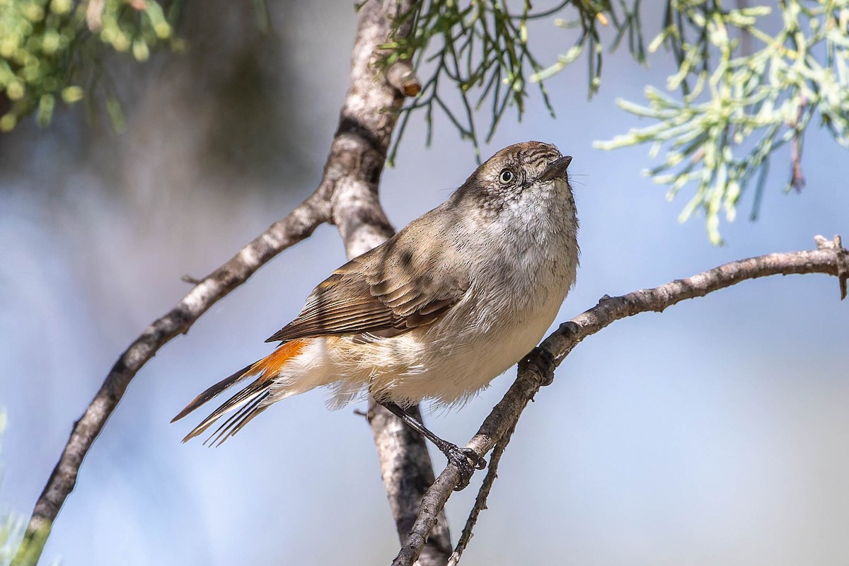 Chestnut-rumped Thornbill - ML637184214