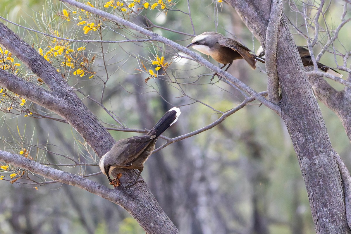 Gray-crowned Babbler - ML637184221