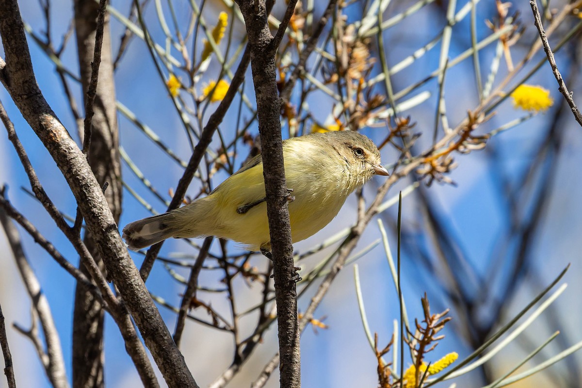Weebill - ML637184229