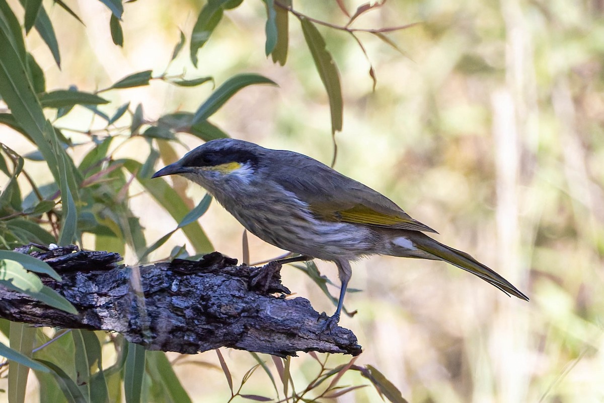 Singing Honeyeater - ML637184239