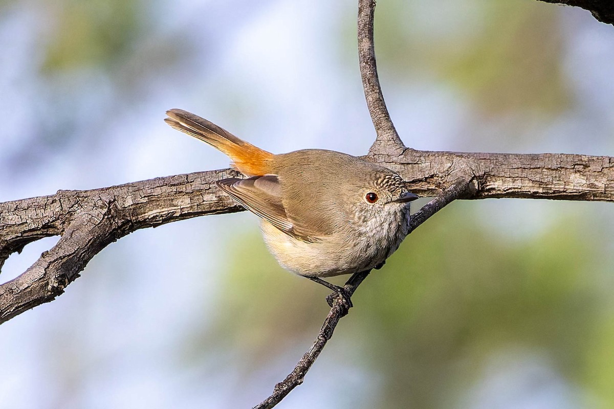 Inland Thornbill - ML637184250