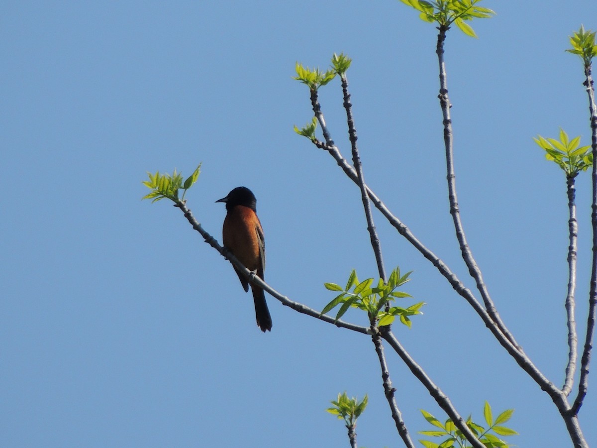 Orchard Oriole - ML637184262