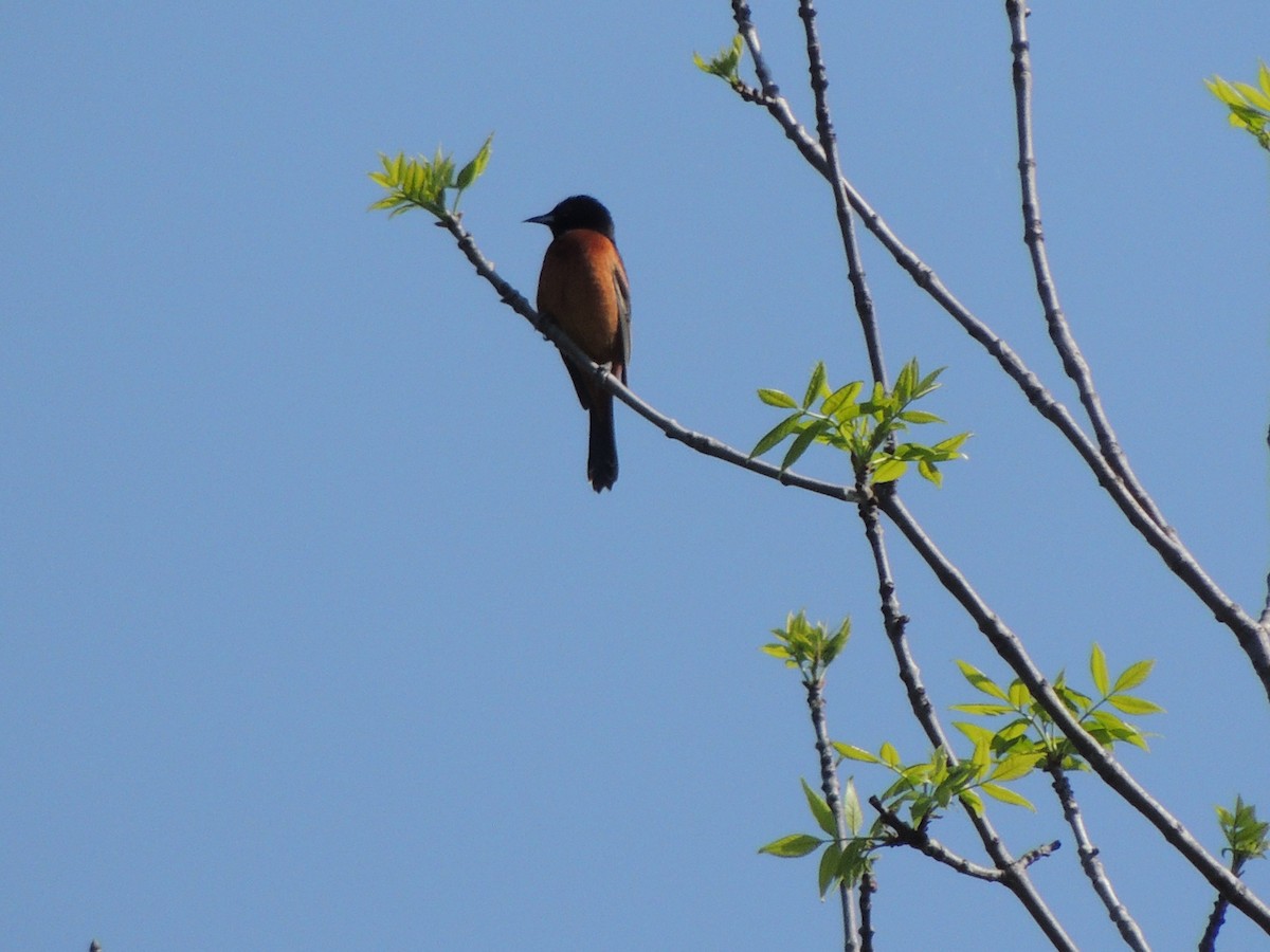Orchard Oriole - ML637184263