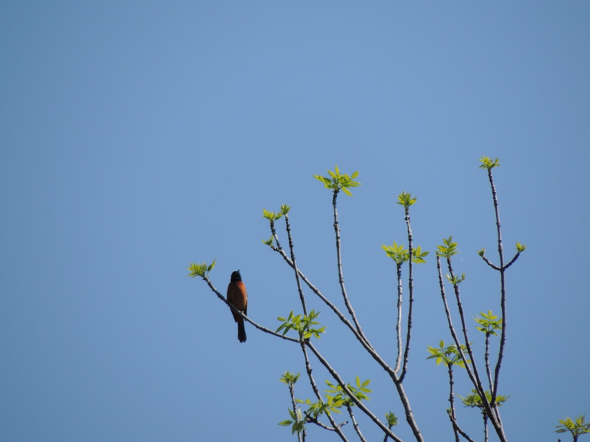 Orchard Oriole - ML637184264