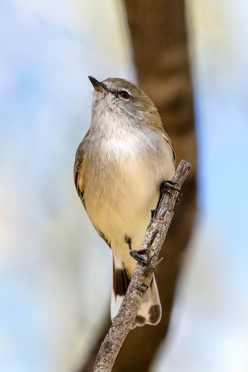 Western Gerygone - ML637184281