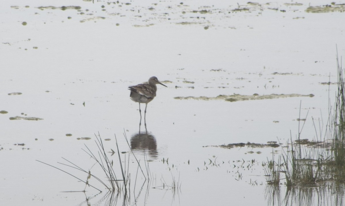willetsnipe - ML637184322