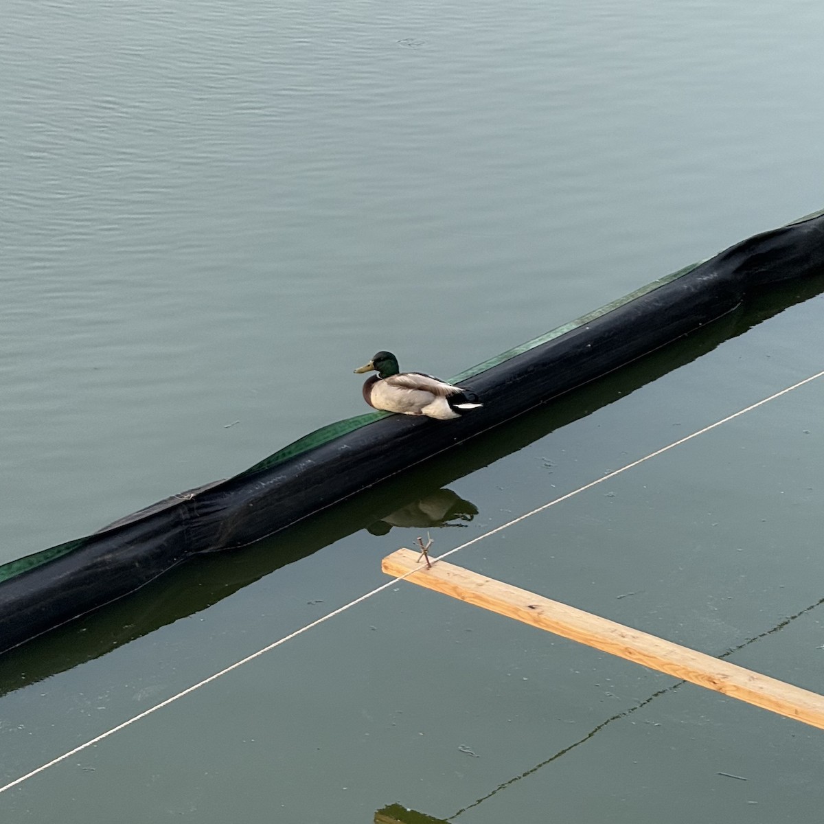 Mallard - ML637184333