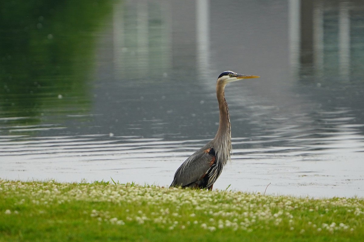 Great Blue Heron - ML637184335