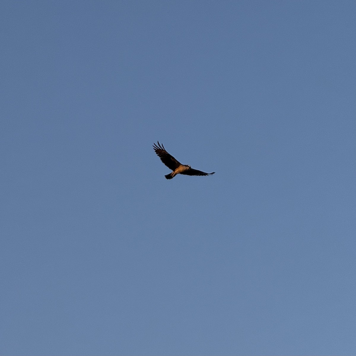 Osprey - ML637184339