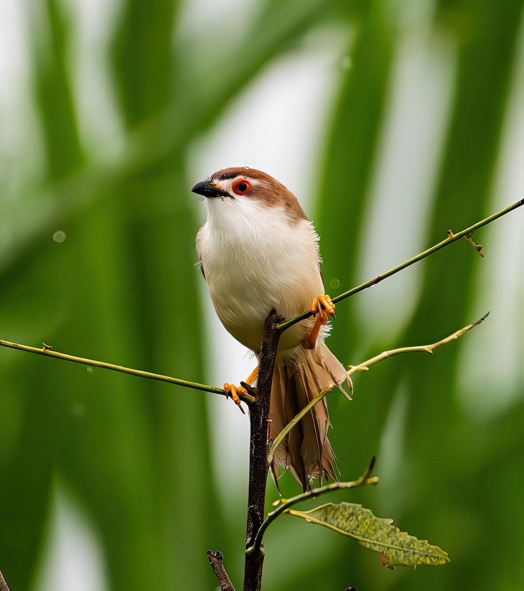 Yellow-eyed Babbler - ML637184500