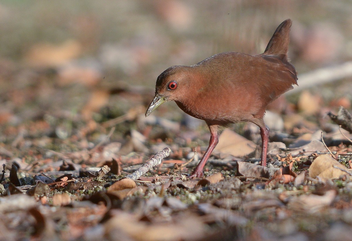 Uniform Crake - ML637184593